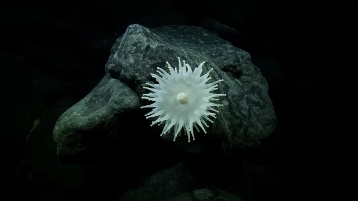 Cook Islands delays seabed mining decision, extends exploration to 2032