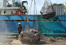 Non-profit calls for stronger action on illegal fishing and high seas transhipment