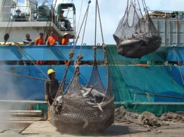 Non-profit calls for stronger action on illegal fishing and high seas transhipment