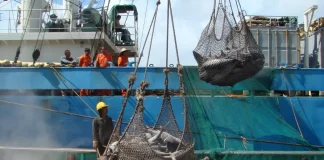Non-profit calls for stronger action on illegal fishing and high seas transhipment