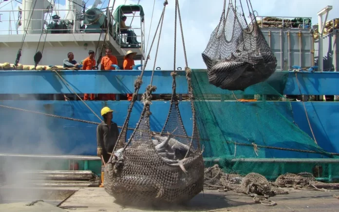 Non-profit calls for stronger action on illegal fishing and high seas transhipment