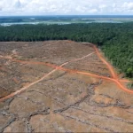 Deforestation in West Papua is out of control: Global MPs warn at COP30