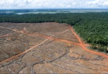 Deforestation in West Papua is out of control: Global MPs warn at COP30