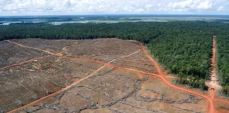 Deforestation in West Papua is out of control: Global MPs warn at COP30