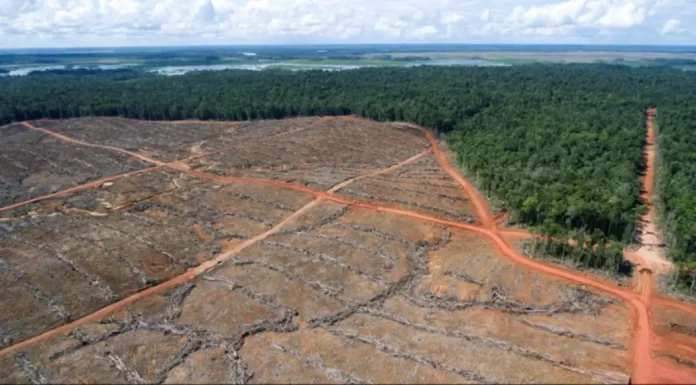 Deforestation in West Papua is out of control: Global MPs warn at COP30
