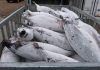 Pacific fisheries commission hopes to adopt albacore tuna harvest plan