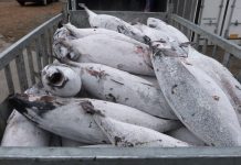 Pacific fisheries commission hopes to adopt albacore tuna harvest plan