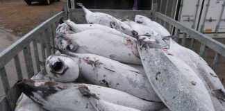 Pacific fisheries commission hopes to adopt albacore tuna harvest plan