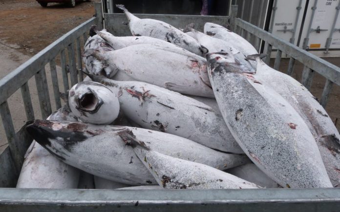 Pacific fisheries commission hopes to adopt albacore tuna harvest plan
