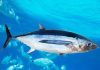 French Pacific territories reject “damaging” albacore option as WCPFC22 clash sharpens