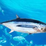 French Pacific territories reject “damaging” albacore option as WCPFC22 clash sharpens