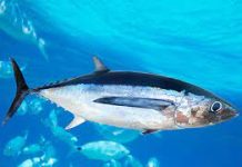 French Pacific territories reject “damaging” albacore option as WCPFC22 clash sharpens