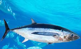 French Pacific territories reject “damaging” albacore option as WCPFC22 clash sharpens