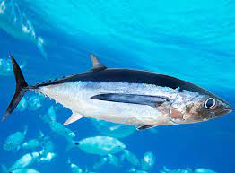 French Pacific territories reject “damaging” albacore option as WCPFC22 clash sharpens