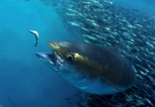 ‘More than 50 percent of global tuna comes from our waters — Manila must deliver on Albacore’: WCPFC Chair Tamate