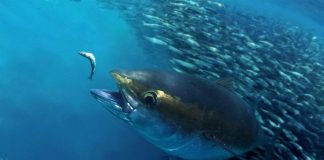 ‘More than 50 percent of global tuna comes from our waters — Manila must deliver on Albacore’: WCPFC Chair Tamate