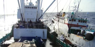 High-seas transshipment resistance risks WCPFC accountability, Sharks Pacific warns
