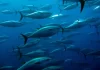 Pacific Tuna fisheries face mounting Climate pressures: SPC