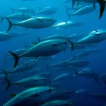 Pacific Tuna fisheries face mounting Climate pressures: SPC