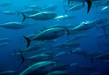 Pacific Tuna fisheries face mounting Climate pressures: SPC