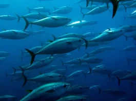 2026 Tuna RFMO Priorities: A Policy Snapshot of What to Watch