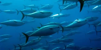 WCPFC report shows record Pacific tuna catch, warns of climate change risks