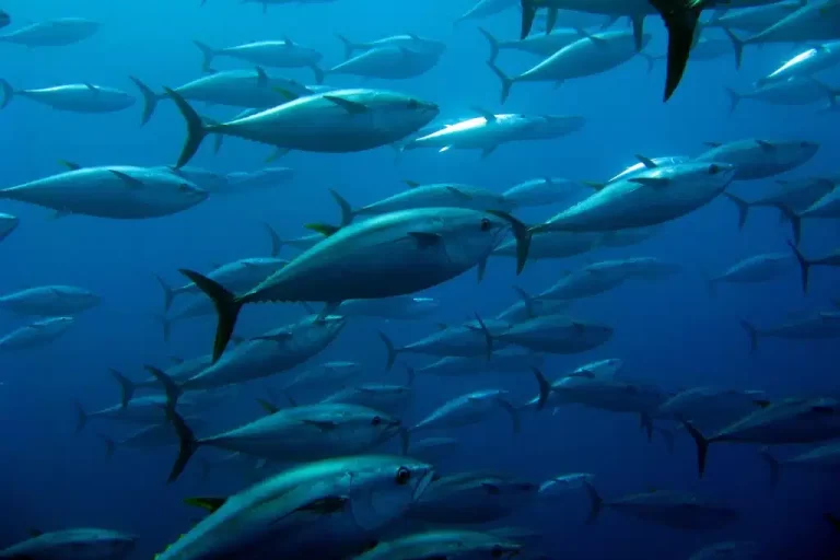 2026 Tuna RFMO Priorities: A Policy Snapshot of What to Watch