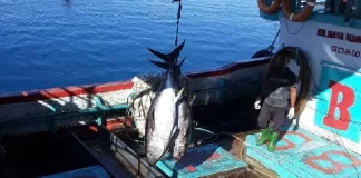 WCPFC warns data gaps, weak monitoring and stalled harvest strategy threaten effective tuna management