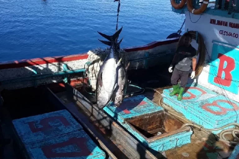 WCPFC warns data gaps, weak monitoring and stalled harvest strategy threaten effective tuna management