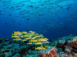 OPINION: U.S. Forgotten Promises: The Struggle of Pacific Islanders