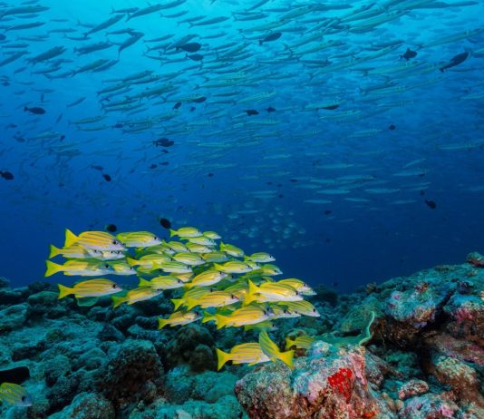 OPINION: U.S. Forgotten Promises: The Struggle of Pacific Islanders