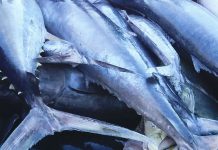 WCPFC delay puts South Pacific albacore MSC label and island economies at risk: PEW