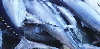 WCPFC delay puts South Pacific albacore MSC label and island economies at risk: PEW