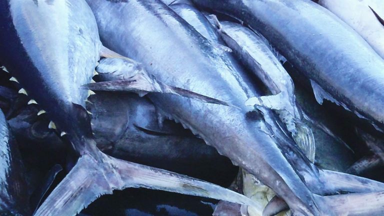 WCPFC delay puts South Pacific albacore MSC label and island economies at risk: PEW