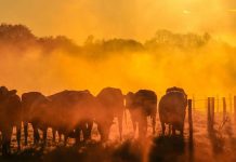 UN chief urges world leaders to drive down global warming