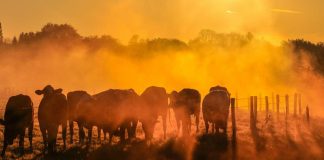 UN chief urges world leaders to drive down global warming