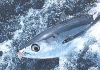 Fiji warns “Harvest Control Rule10 will amputate our domestic fishery” as albacore showdown intensifies at WCPFC22