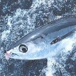 Fiji warns “Harvest Control Rule10 will amputate our domestic fishery” as albacore showdown intensifies at WCPFC22