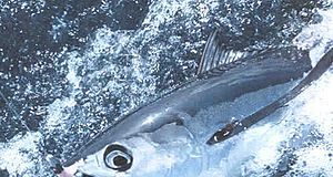 Fiji warns “Harvest Control Rule10 will amputate our domestic fishery” as albacore showdown intensifies at WCPFC22