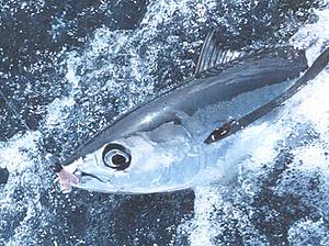 Fiji warns “Harvest Control Rule10 will amputate our domestic fishery” as albacore showdown intensifies at WCPFC22
