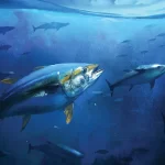 WCPFC faces tough calls on Bigeye Tuna as SPC warns key decisions needed now