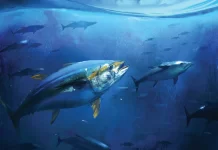 WCPFC faces tough calls on Bigeye Tuna as SPC warns key decisions needed now