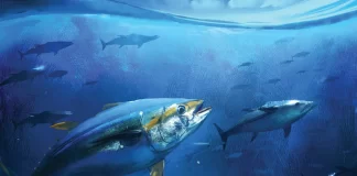 WCPFC faces tough calls on Bigeye Tuna as SPC warns key decisions needed now