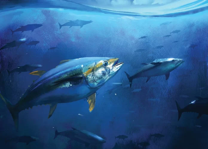 WCPFC faces tough calls on Bigeye Tuna as SPC warns key decisions needed now