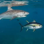Push to end shark-fin loophole as Sharks Pacific calls for full transparency at WCPFC22