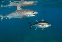 Push to end shark-fin loophole as Sharks Pacific calls for full transparency at WCPFC22