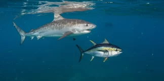 Push to end shark-fin loophole as Sharks Pacific calls for full transparency at WCPFC22