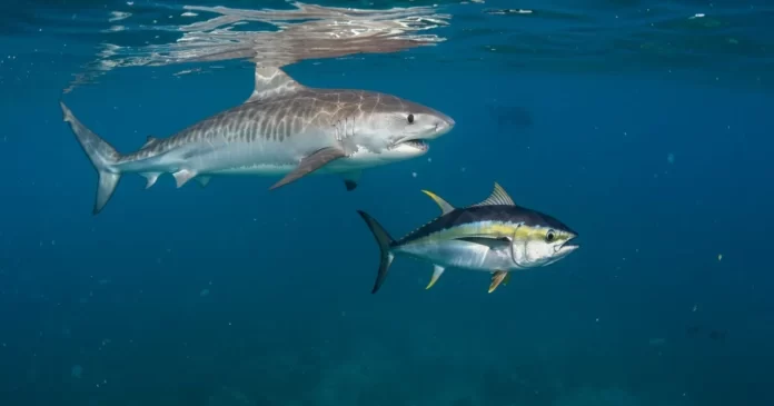 Push to end shark-fin loophole as Sharks Pacific calls for full transparency at WCPFC22
