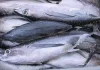 CNMI pushes for South Pacific albacore breakthrough at WCPFC22