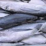 WCPFC Chair says Albacore deal hinges on one tough decision: “We must agree on the Harvest Control Rule”